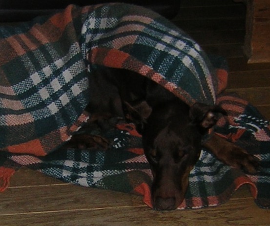 Was braucht Ihr Hund, um sich wohlzufühlen?